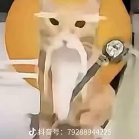 鸭类鸭类