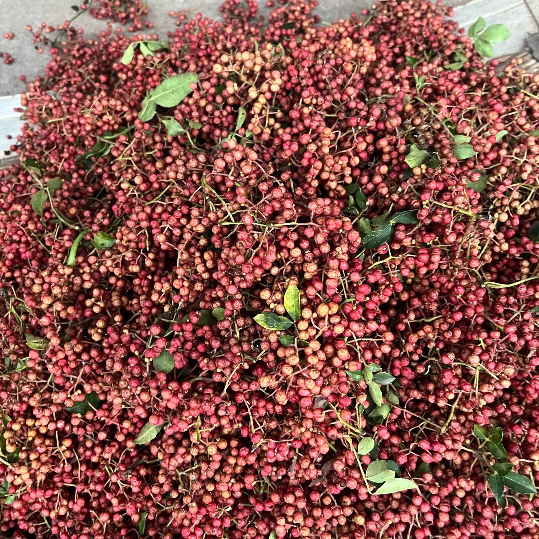收辣椒花椒