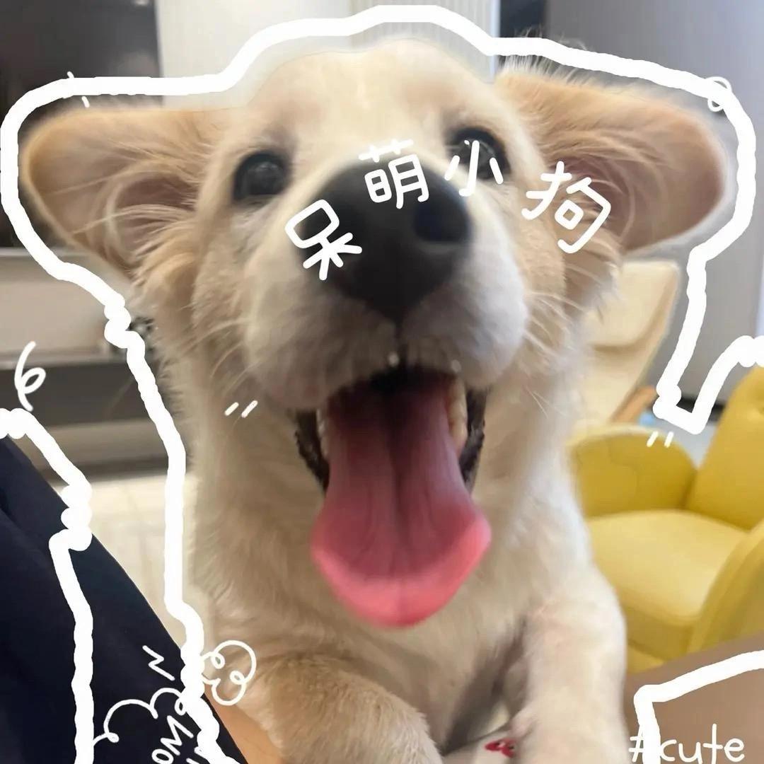 福宝go