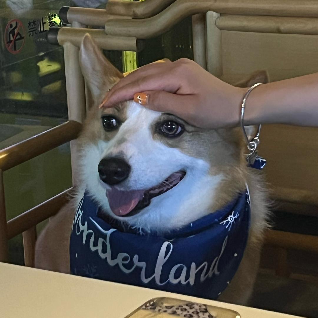 土烧是狗不是酒