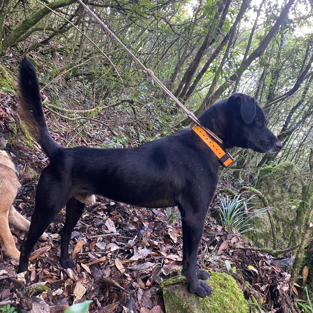 奥特曼🐕‍🦺