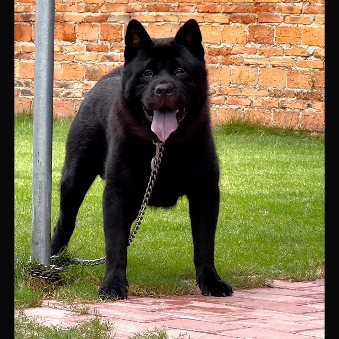 中华田园犬精选玩家