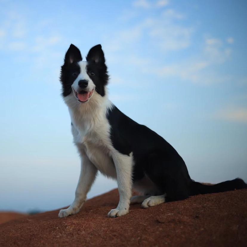 御前侍卫2把🔪