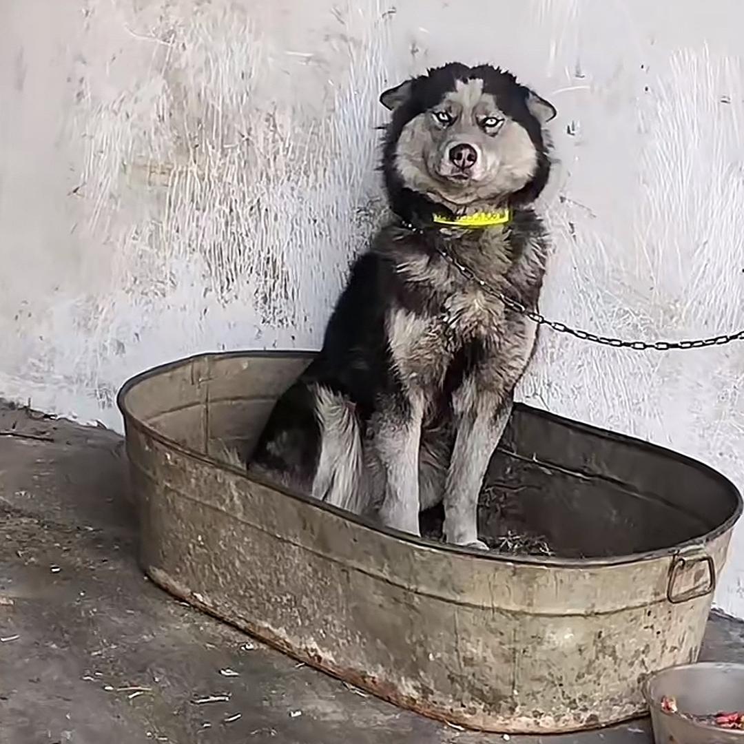 钱多多是哈士奇