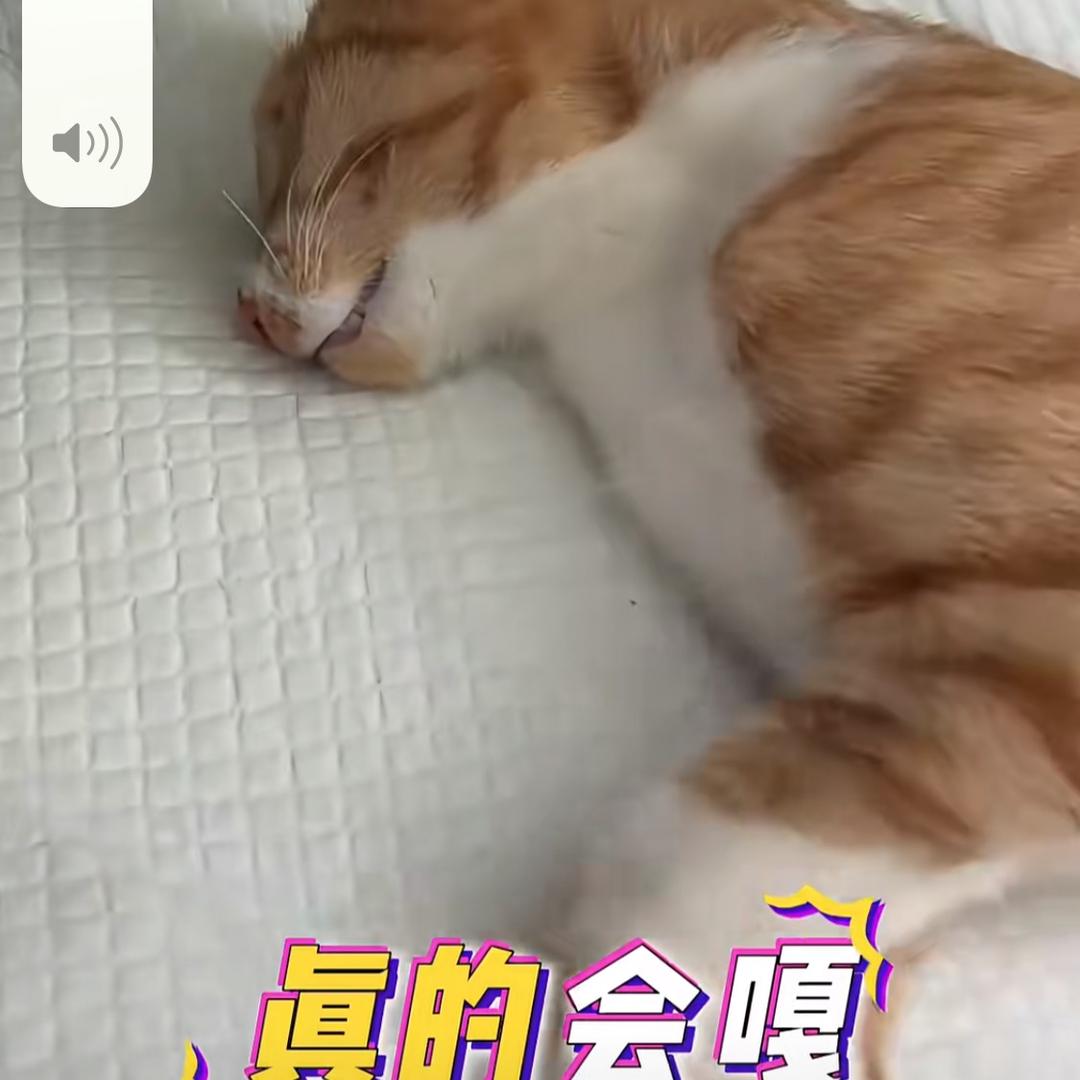 小小卤蛋