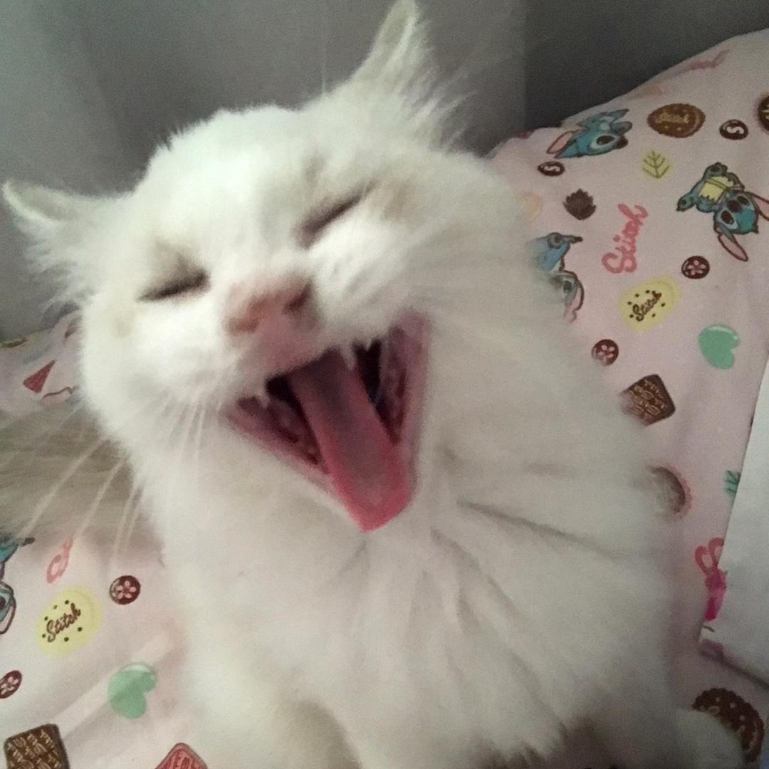 尹小白是只喵