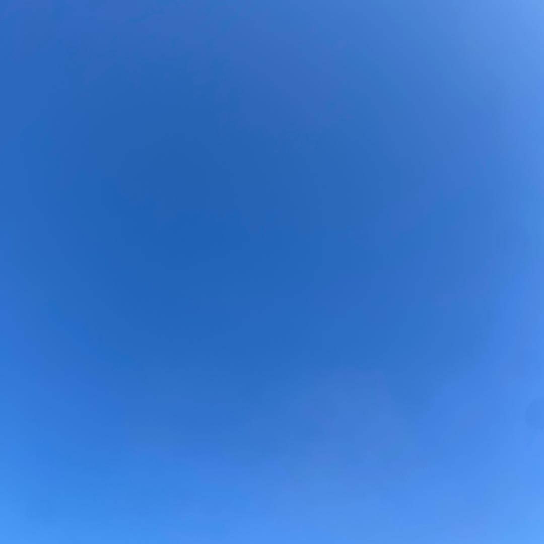 黄玫瑰