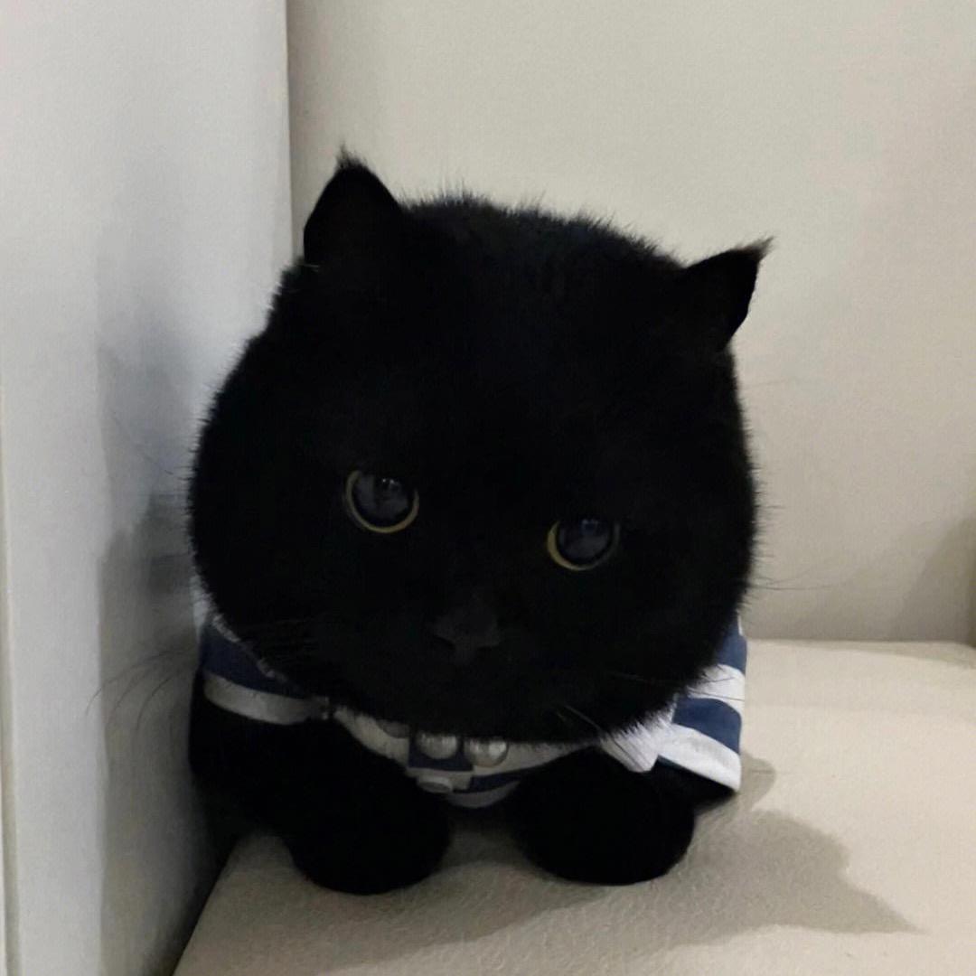 茄子