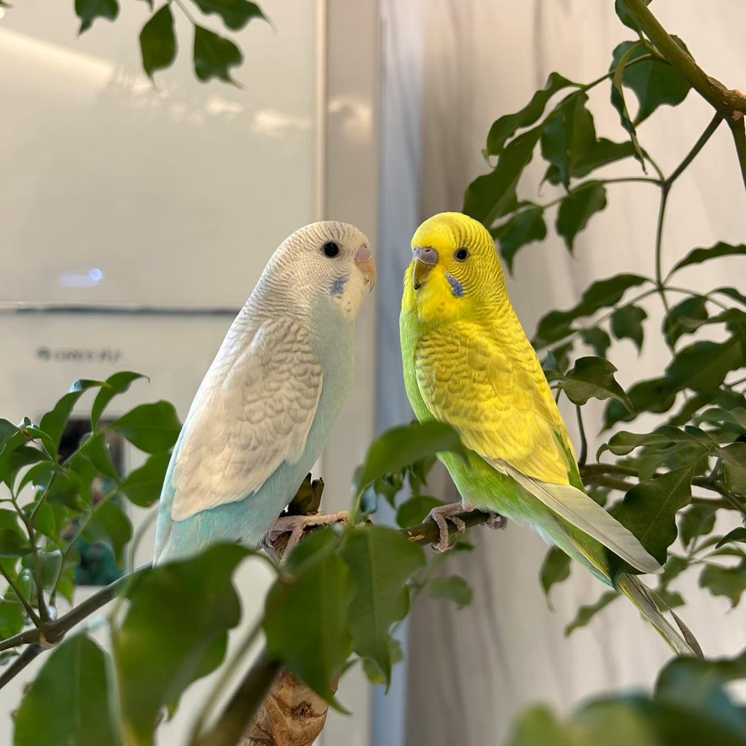 潍坊栖羽萌宠优品小铺