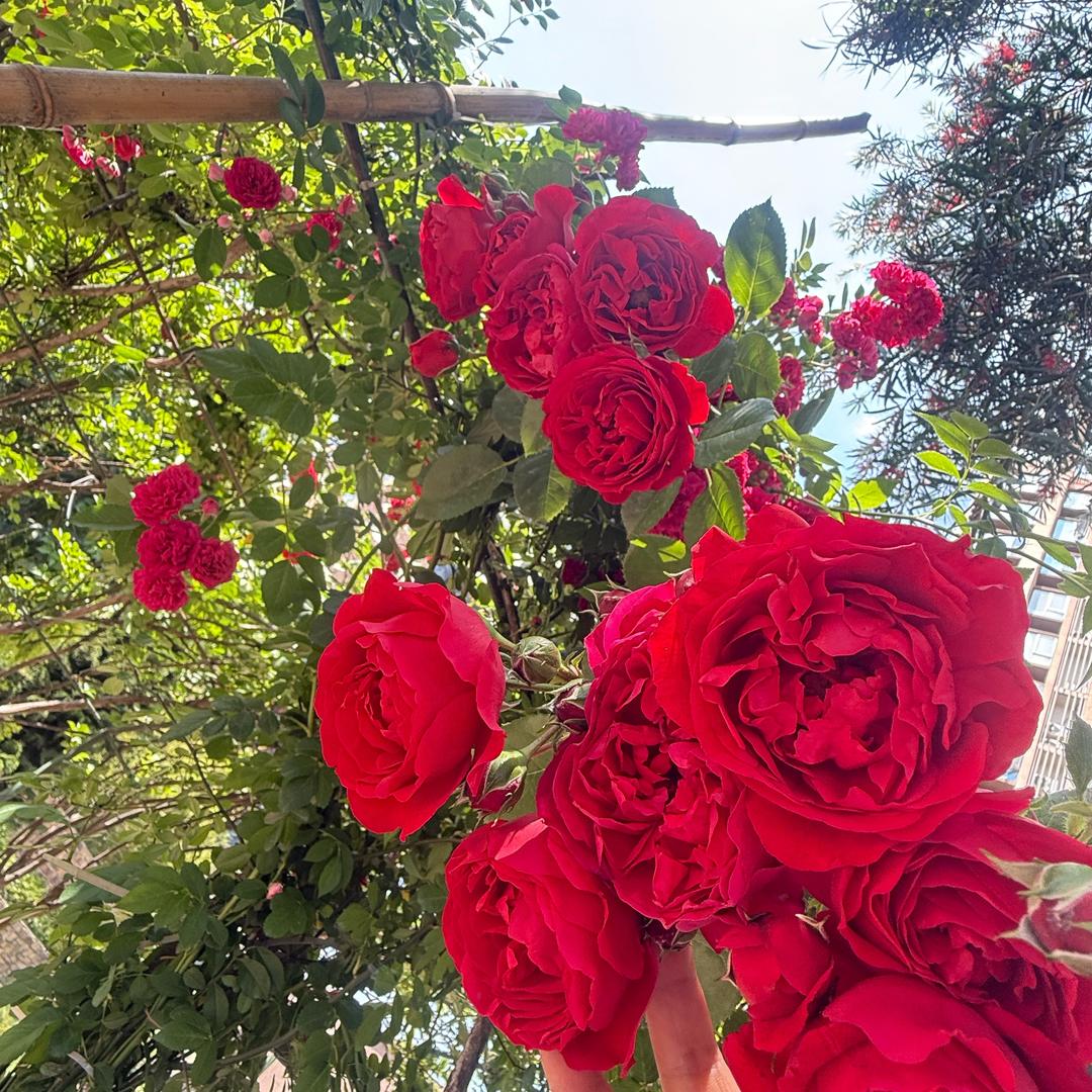 💞听এۣۖิ说糖很꧔ꦿ甜 ᭄