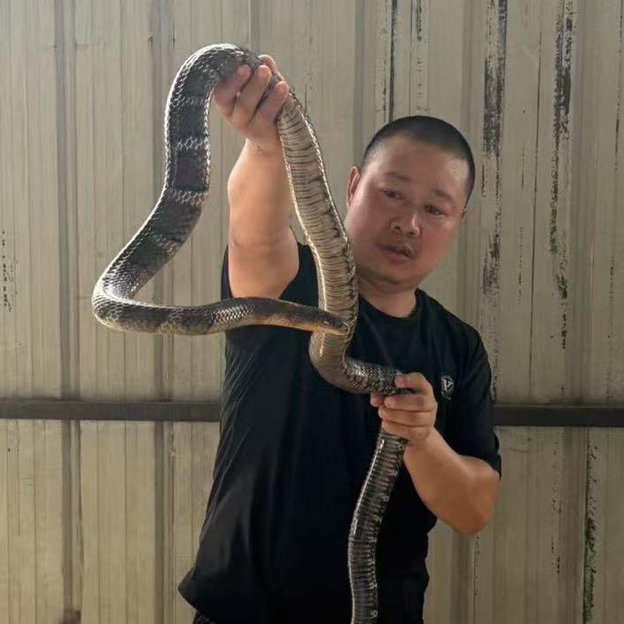 湖南养蛇服务公司（李老师）