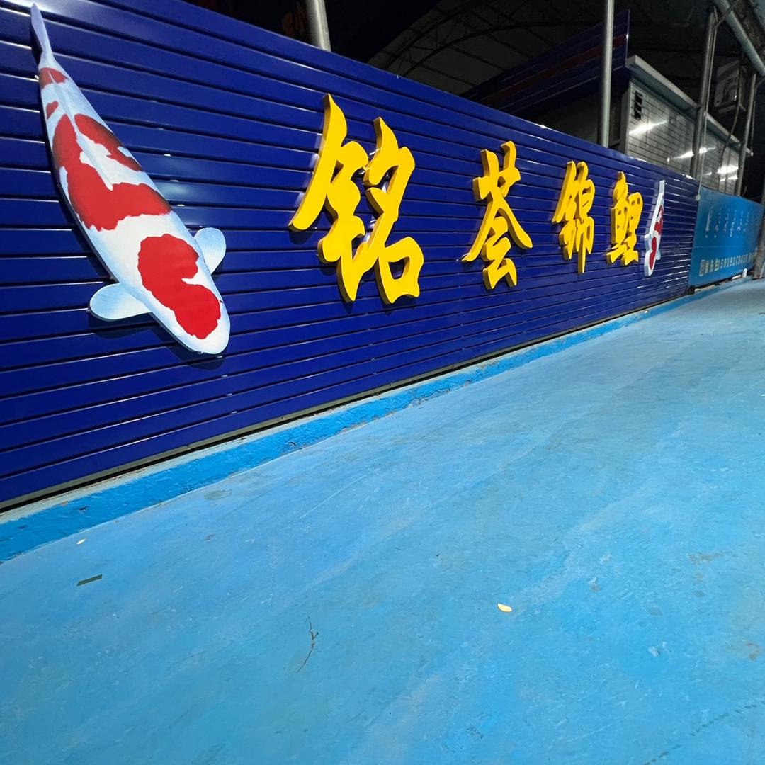 铭荟锦鲤（精品场）