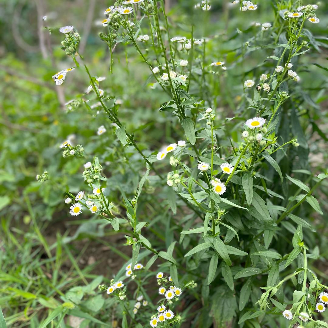 桂花糕🌸