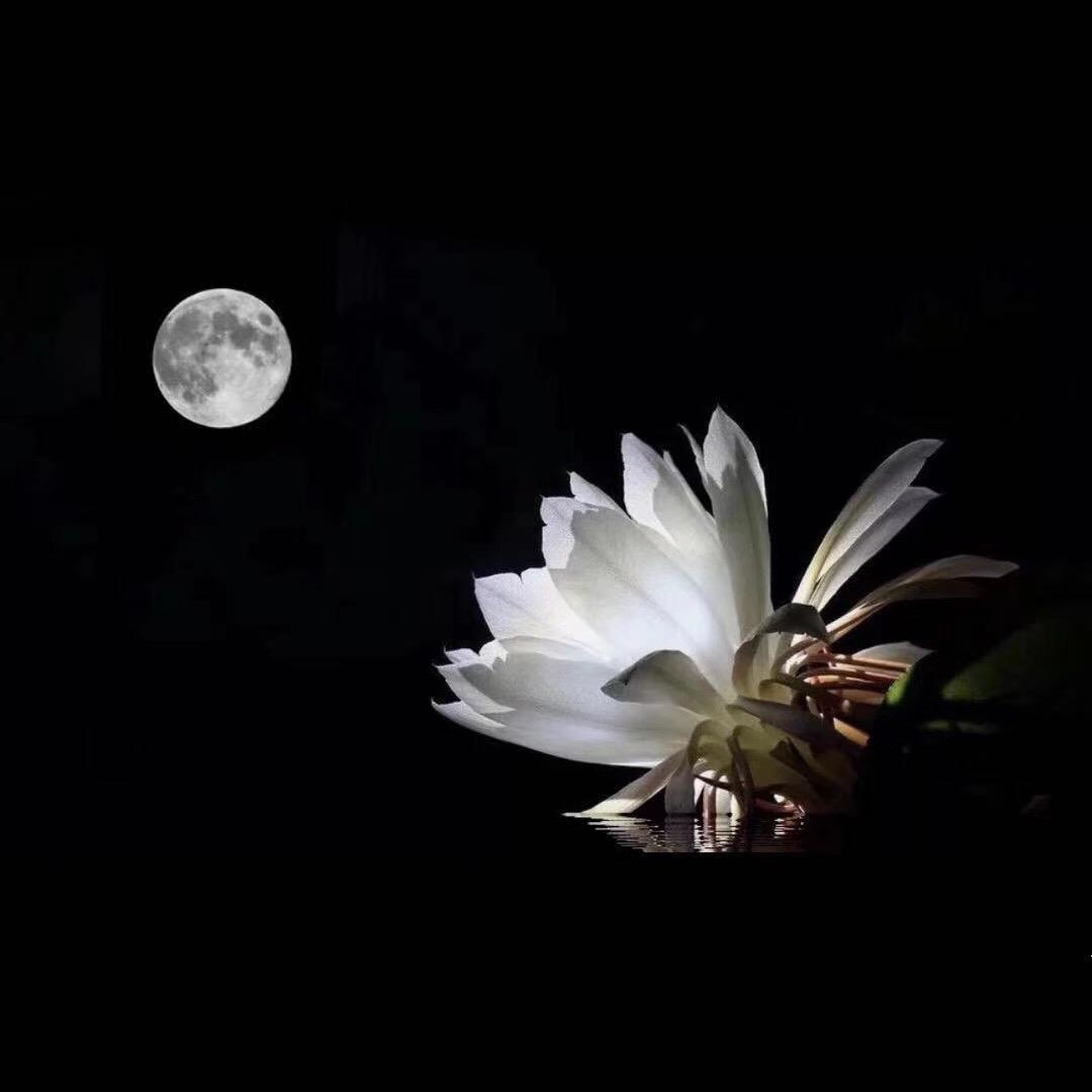 月下花