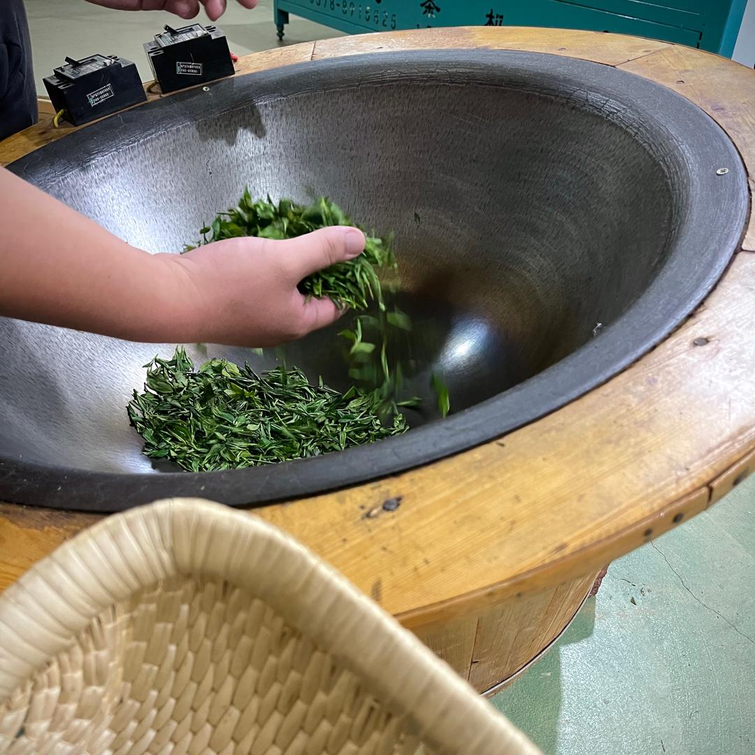 日照绿茶原产地