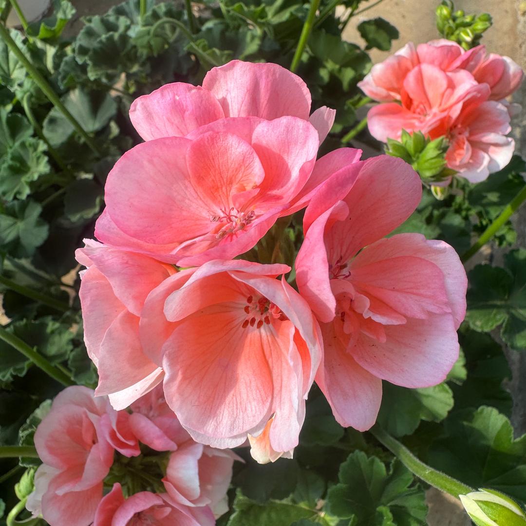 陌上花开•园艺