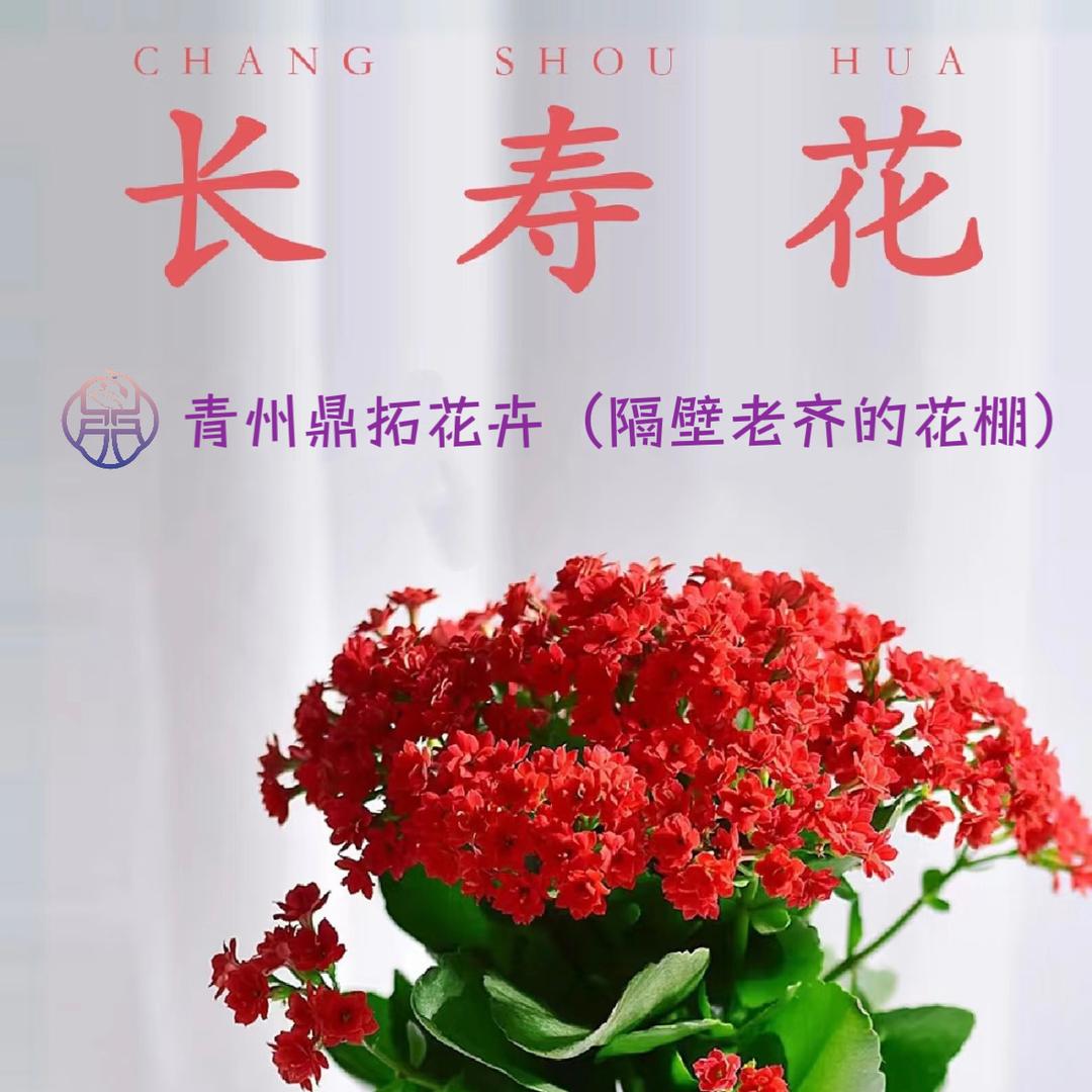 青州市鼎拓花卉