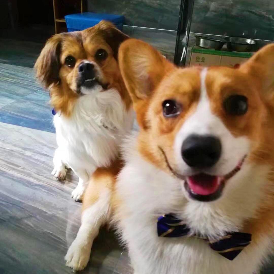 胖可🐶瘦贝