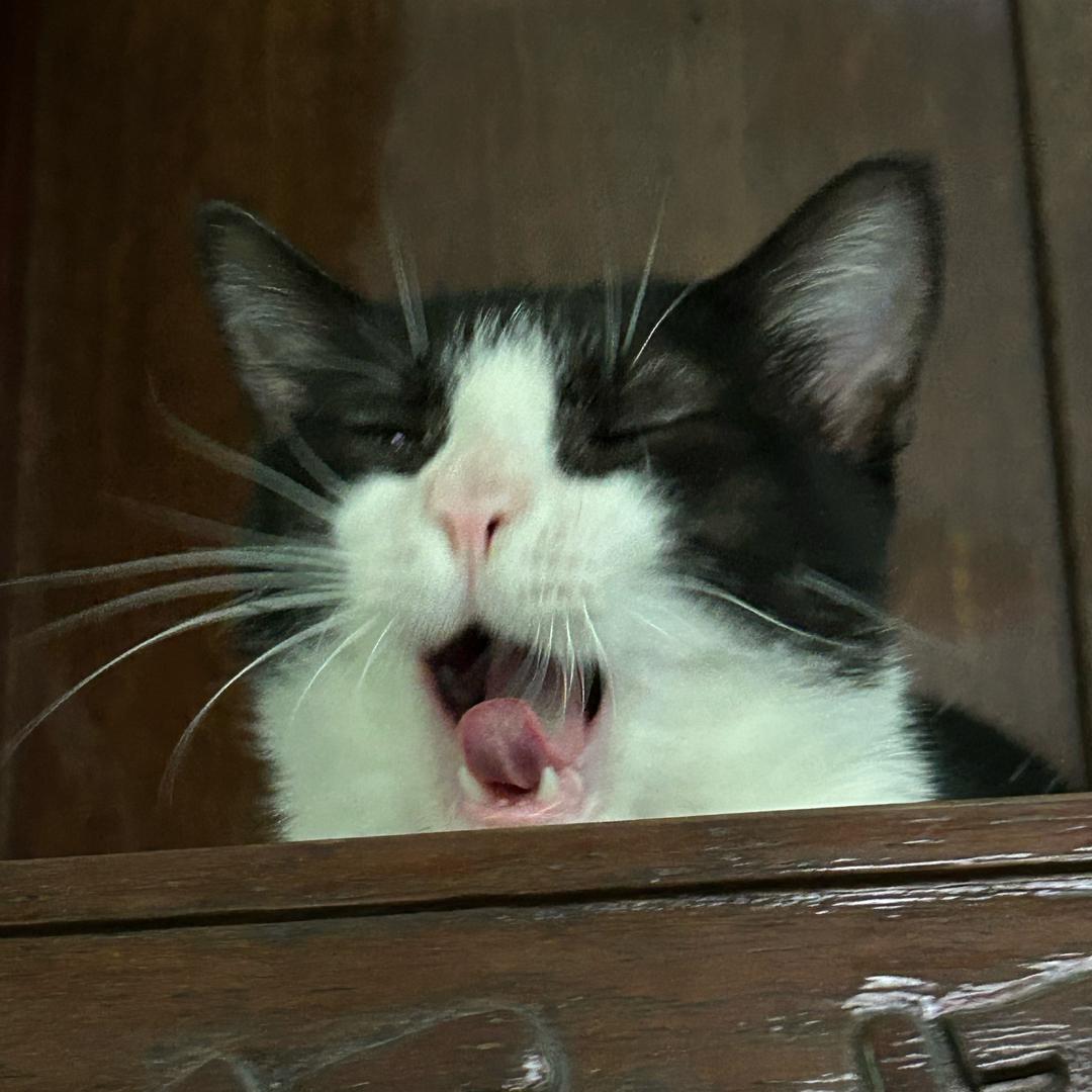🌈打工赚钱养小猫✨