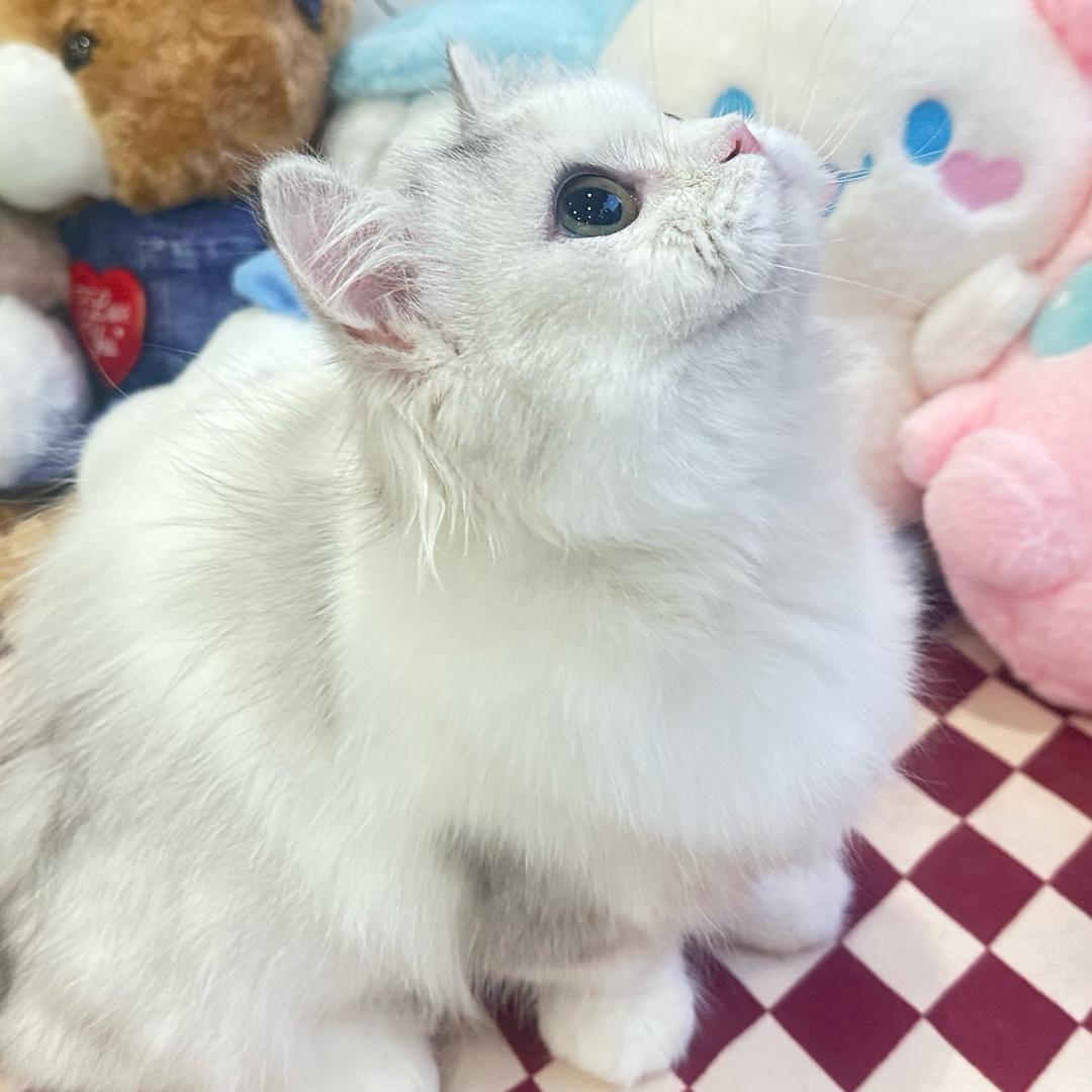 妞妞咿呀🐱