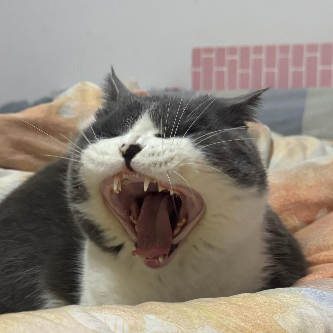 墨墨Ծ‸Ծ