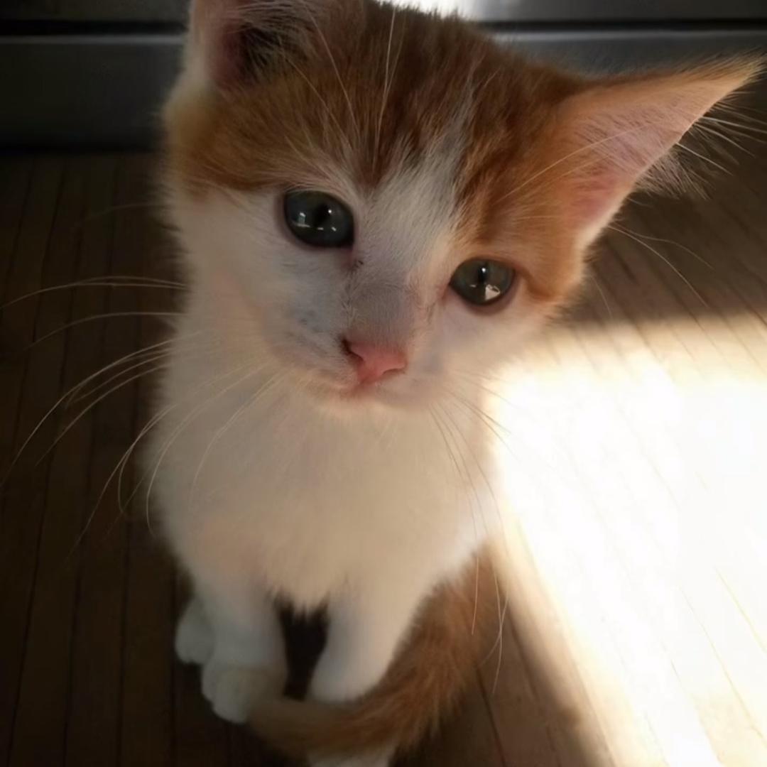 黄子环球批发总代理