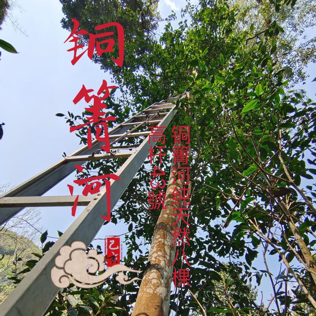 铜箐河纯天然八棵高杆