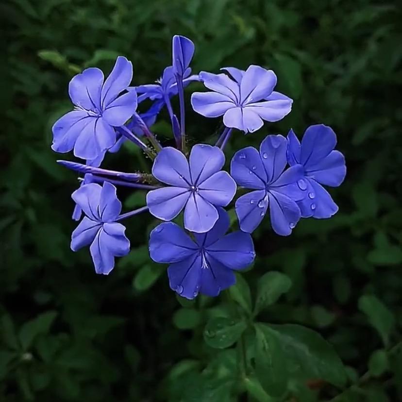 小二种花