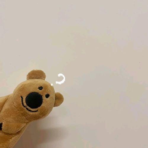 树袋熊🐨