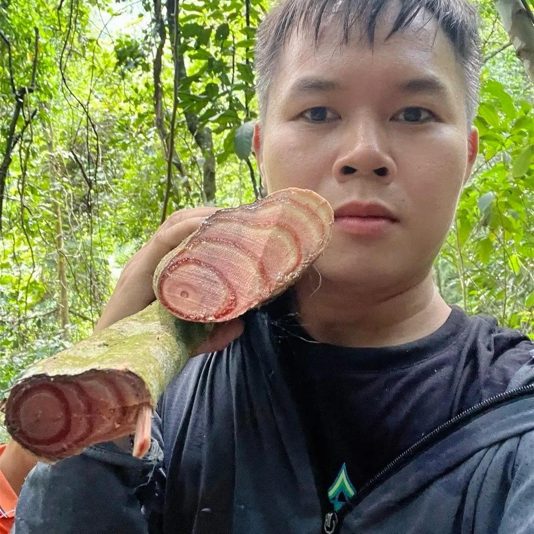 崖壁上的草木