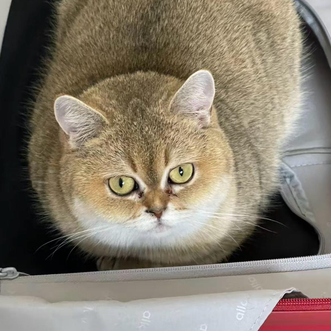 小泡泡和大元宝