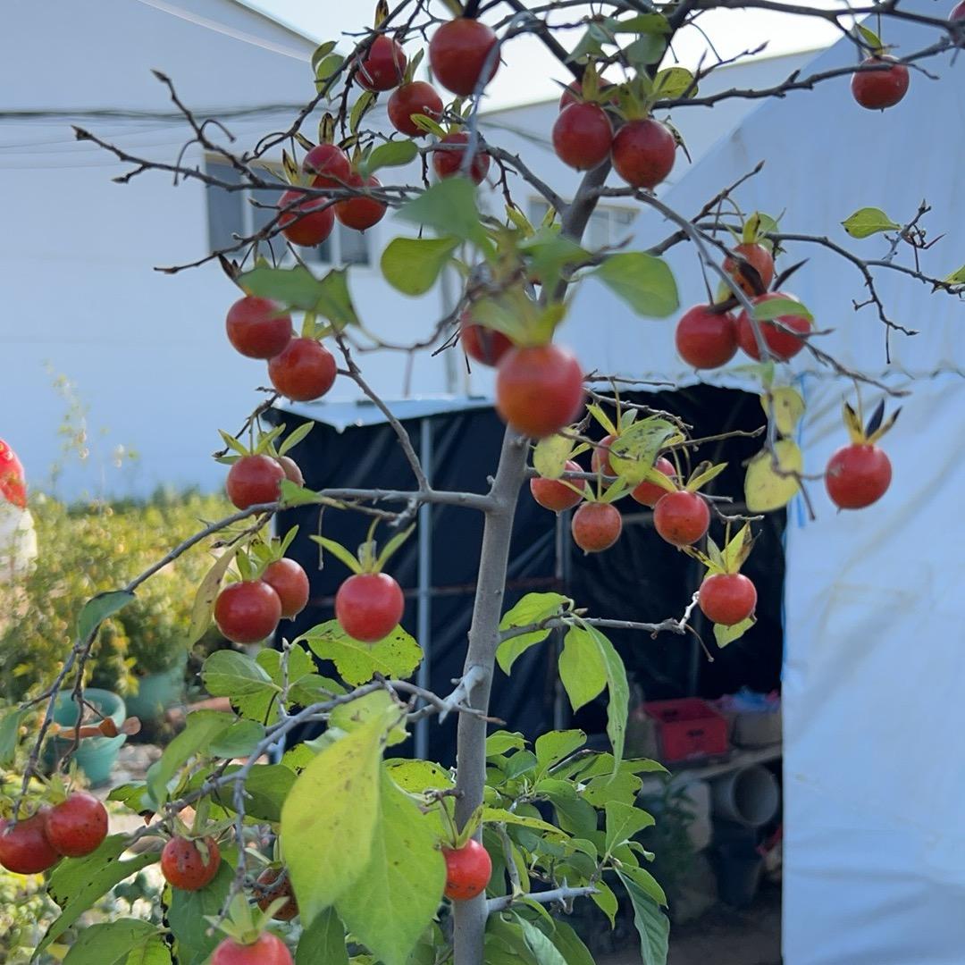 王大帅老鸦柿基地