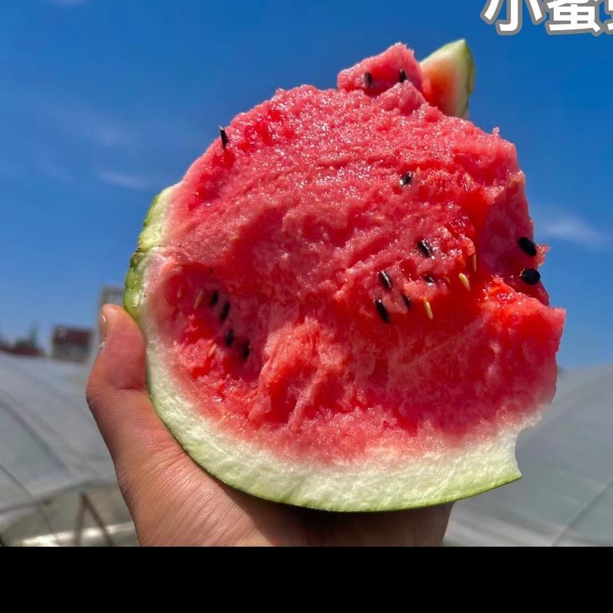 小蜜蜂麒麟®西瓜:青岛