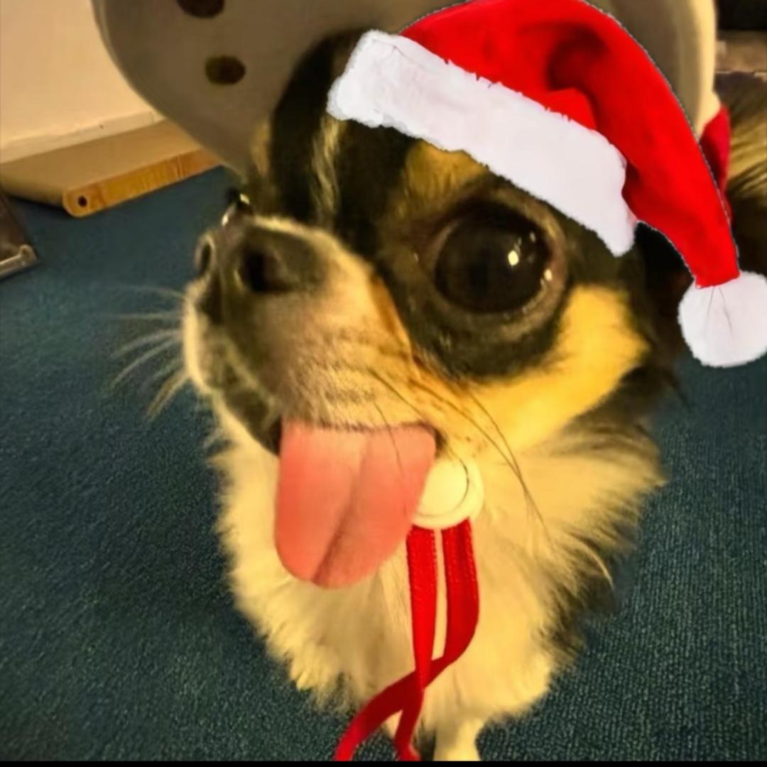 Vikikiky