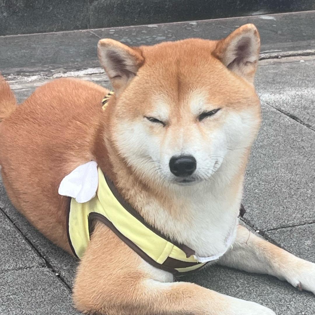 顾顾顾青孓