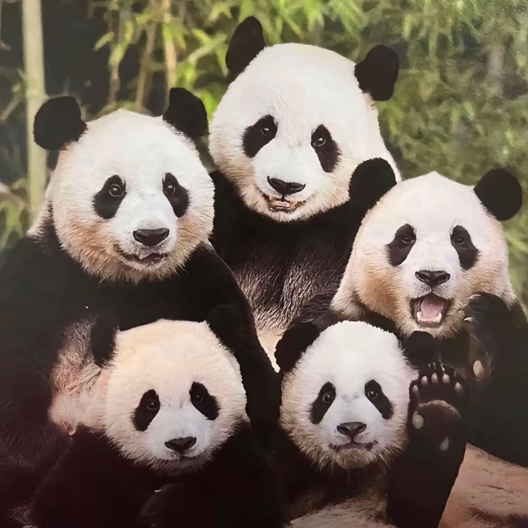 熊猫情报局Panda World