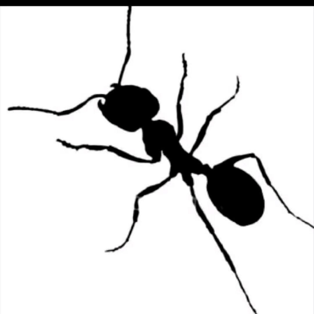 黑蚂蚁🐜2