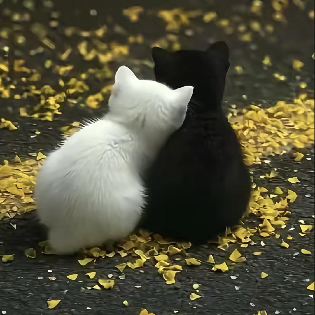 布娃娃🪆