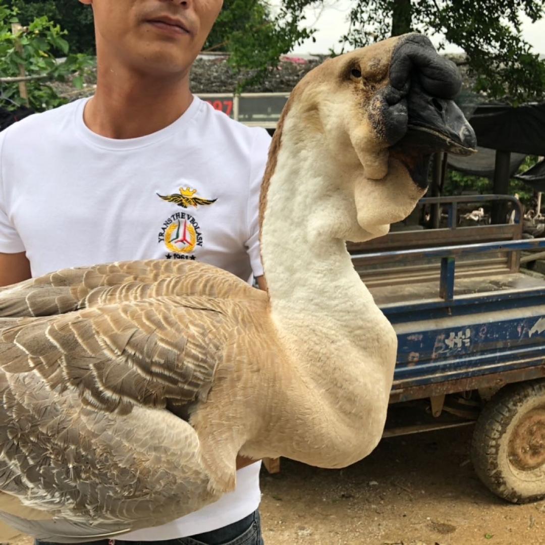 澄海泰记狮头鹅