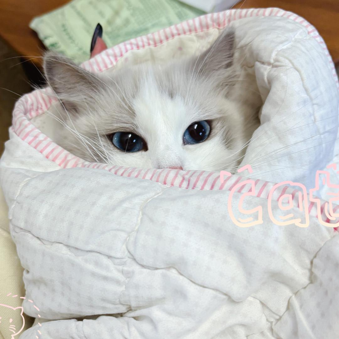肆壹