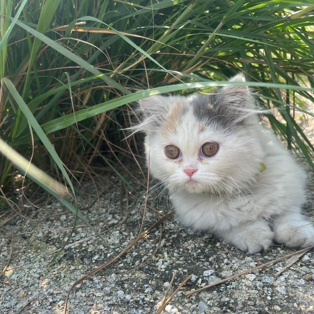 锦上添花猫