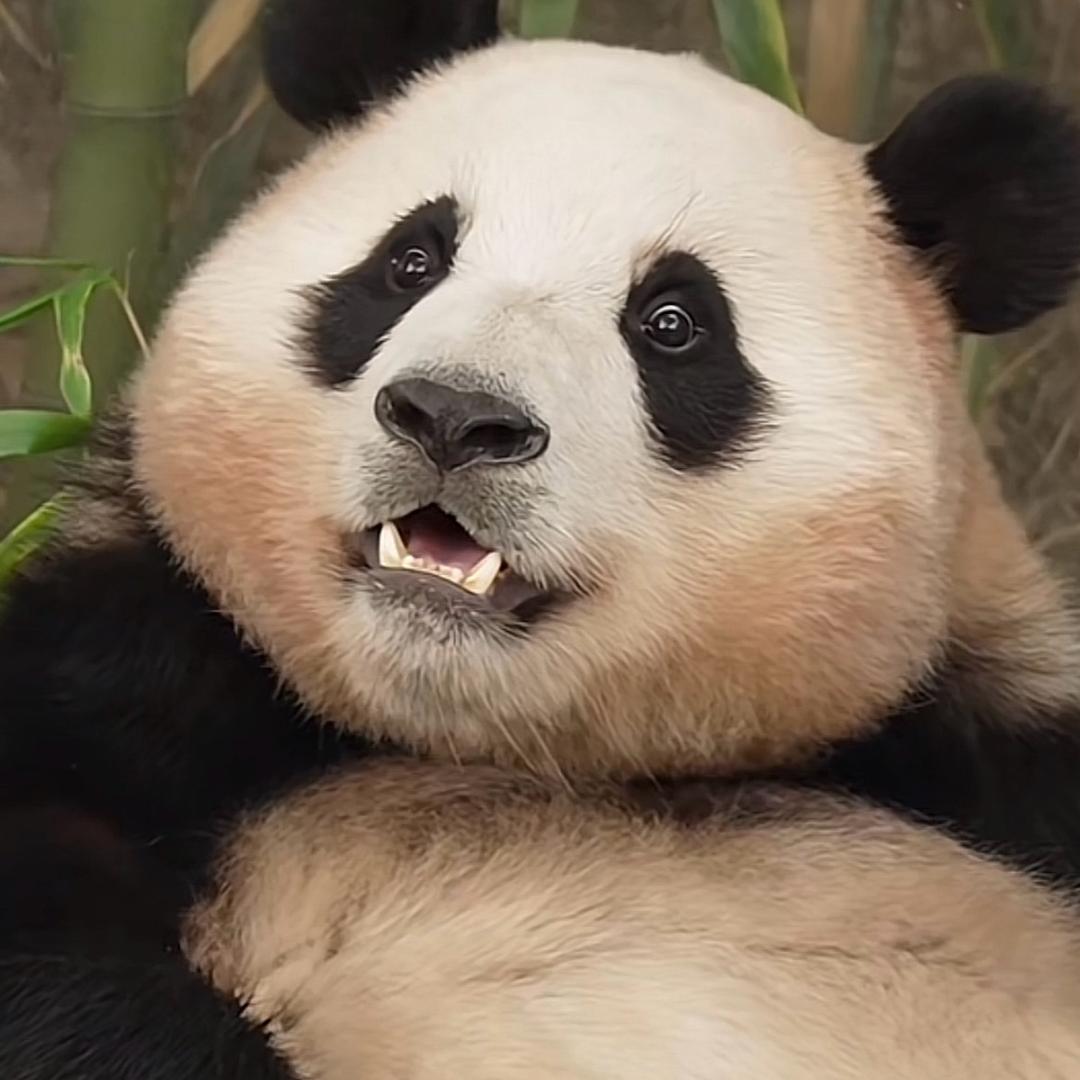 萍妹妹