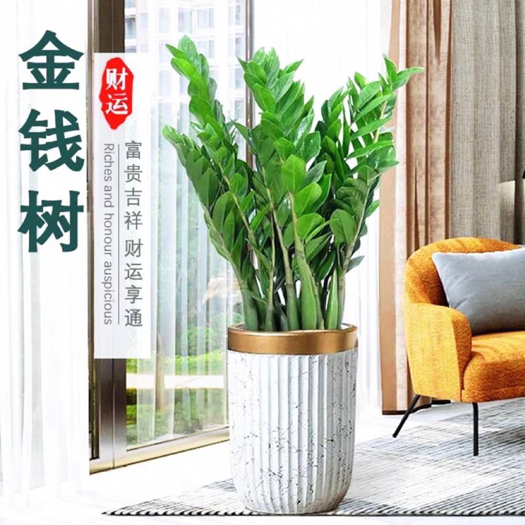 大型绿植花园
