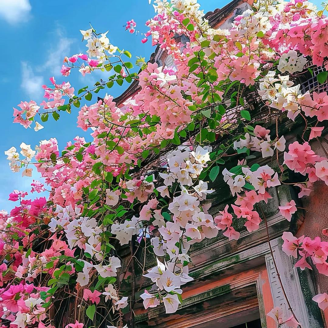 花予花园