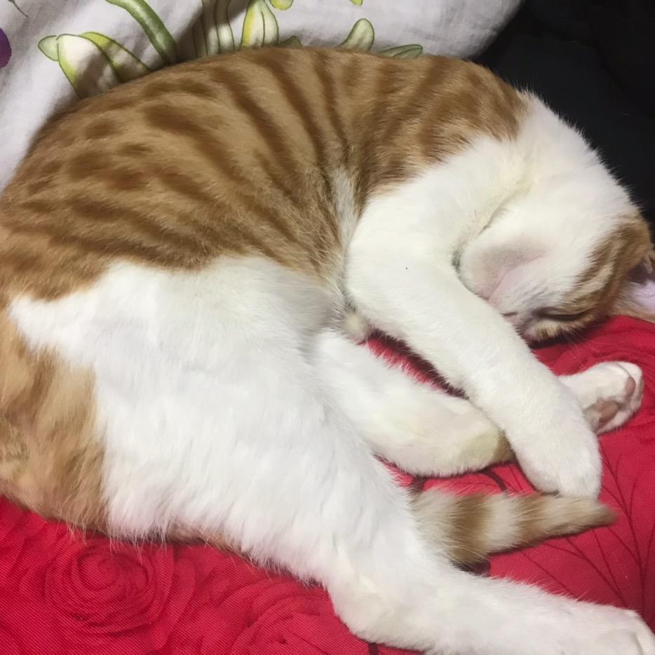 我家猫最可爱了