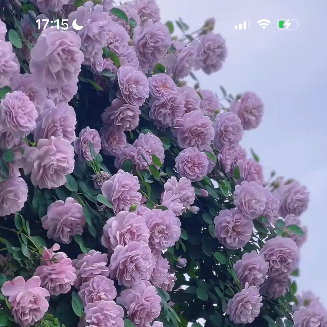 卉双繁华果树苗木专卖店