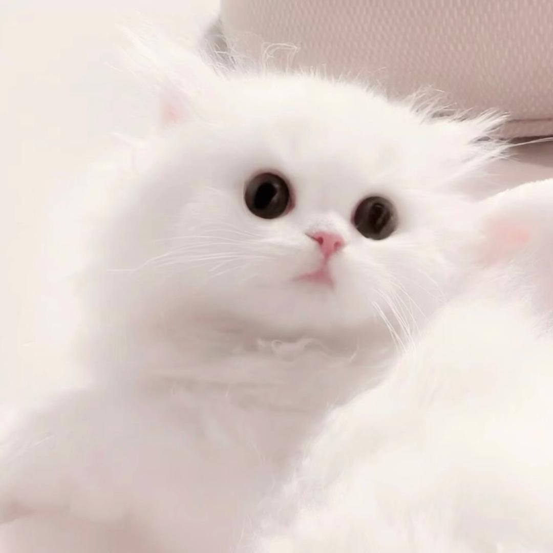 原来都是假玩