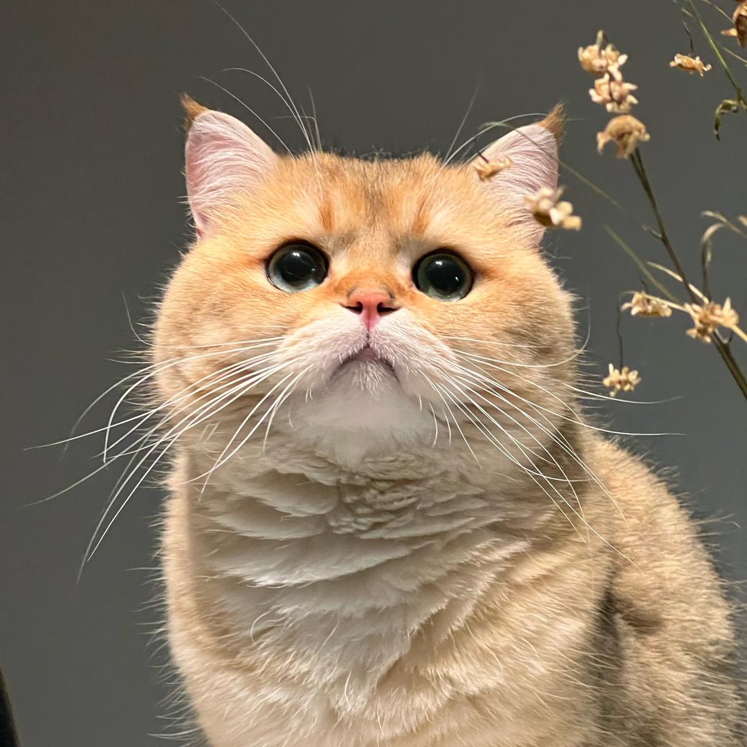 鸡腿要争宠