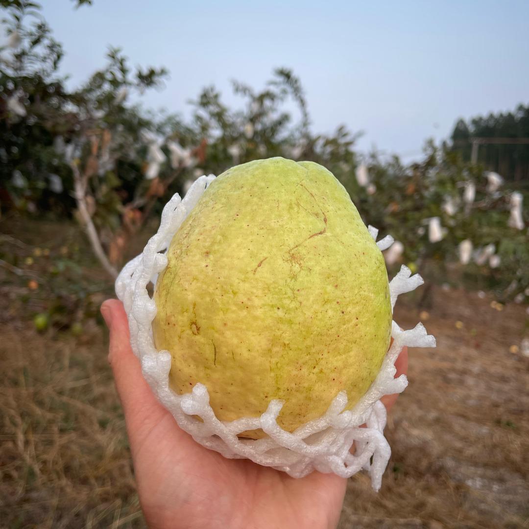 小小七
