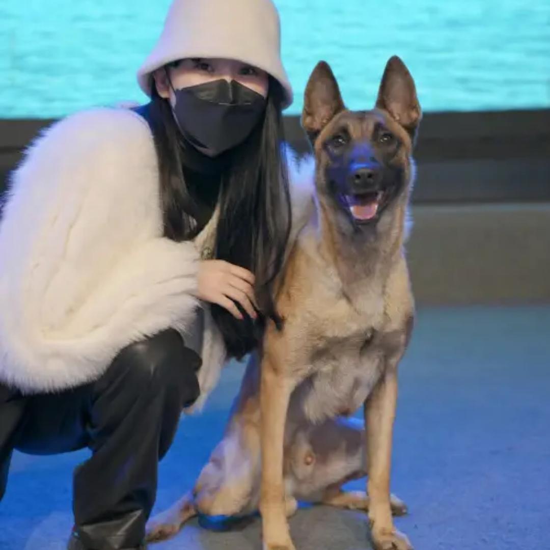 犬舍直销华